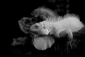 借金の踏み倒しとはどのような行為なのか？