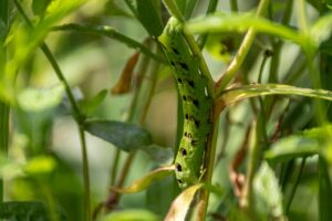 任意整理のメリットとデメリットは何ですか？
