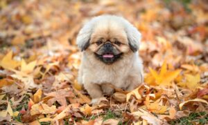 任意整理のデメリットとは何か知っておくべきことは？