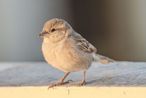 分割延滞に対する一括請求が来た場合の対応手順は？