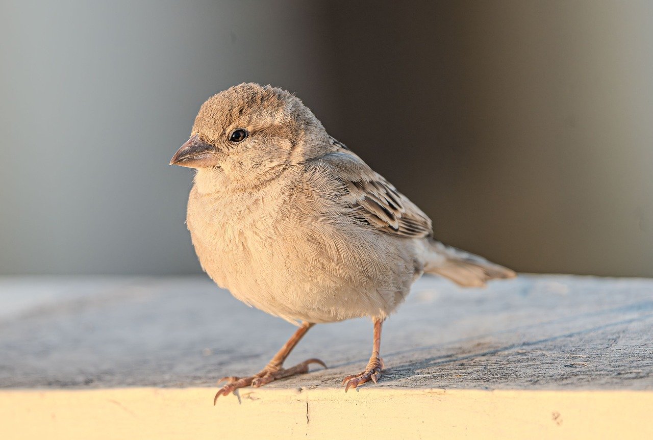分割延滞に対する一括請求が来た場合の対応手順は？