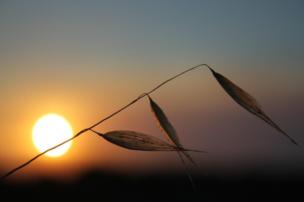 特定調停の成功事例としてのクレジットカードリボ払いの体験談は？