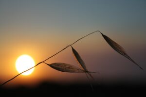 特定調停の成功事例としてのクレジットカードリボ払いの体験談は？